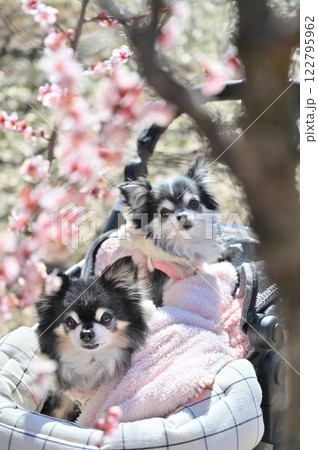 満開の梅林　犬用カートで散歩する2匹のチワワ　 122795962