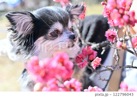 満開の梅の花と可愛いチワワ 愛犬を抱っこする女性 満開の梅の花と可愛いチワワ 愛犬を抱っこする女性 122796043