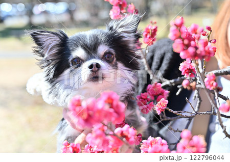 満開の梅の花と可愛いチワワ 愛犬を抱っこする女性 満開の梅の花と可愛いチワワ 愛犬を抱っこする女性 122796044