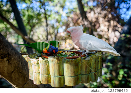 Colorful lorikeets and pink cockatoo gathered around feeding dish. Colorful lorikeets and pink cockatoo gathered around feeding dish. 122796486