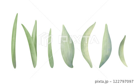 Set of green leaves for spring flowers. Watercolor hand-drawn fresh separated leaves illustration on a white background. Spring clipart for invitations, greetings, postcard design. 122797097