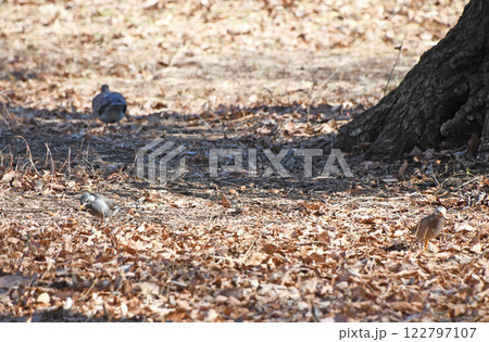 公園で餌を探すつがいのムクドリとキジバト 公園で餌を探すつがいのムクドリとキジバト 122797107
