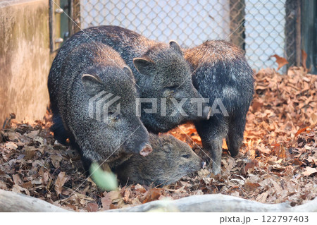クビワペッカリーの赤ちゃんと家族 122797403