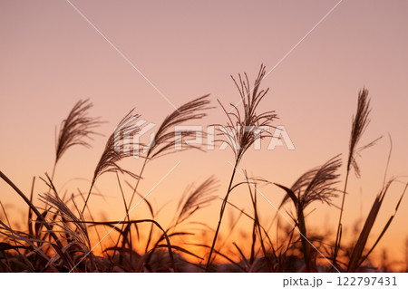 早朝または夕方のススキの草原のシルエット 122797431
