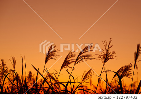 早朝または夕方のススキの草原のシルエット 122797432