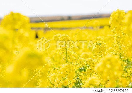 黄色の花の花畑 122797435