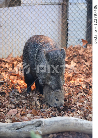 クビワペッカリーの親子 クビワペッカリーの親子 122797486