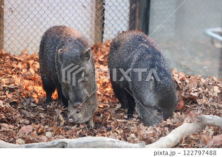 クビワペッカリーの親子 クビワペッカリーの親子 122797488