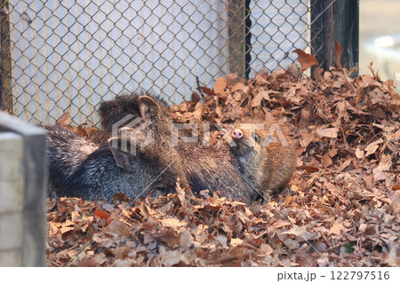 クビワペッカリーの親子 122797516