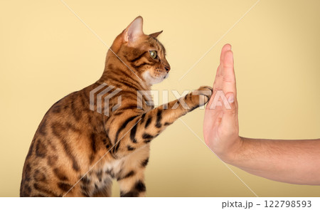 Bengal cat gives a paw to its owner 122798593