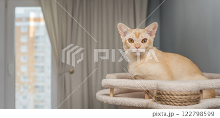 Burmese cat on a scratching post. 122798599