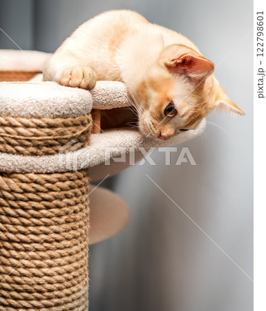 Burmese cat on a scratching post. Burmese cat on a scratching post. 122798601