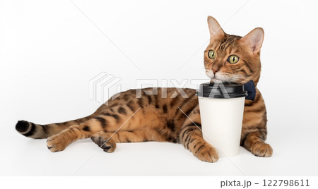 Domestic cat holding paper cup of coffee. Domestic cat holding paper cup of coffee. 122798611