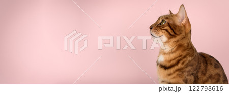 Studio portrait of an adult Bengal cat on a colored background. Studio portrait of an adult Bengal cat on a colored background. 122798616