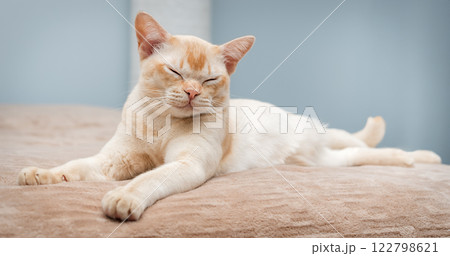 The cat lies on the bed. 122798621