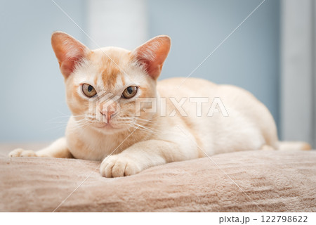 The cat lies on the bed. The cat lies on the bed. 122798622