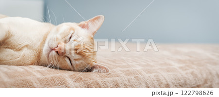 The cat lies on the bed. 122798626