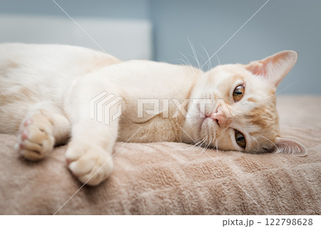 The cat lies on the bed. The cat lies on the bed. 122798628