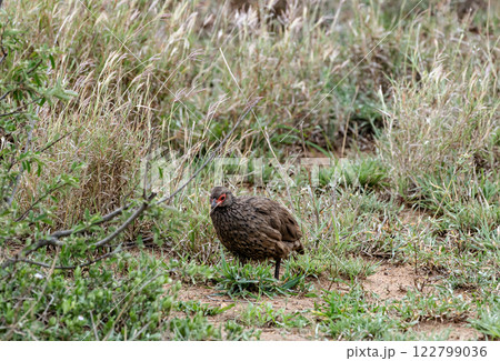 Swainson's spurfowl or Swainsons francolin bird in family Phasianidae Swainson's spurfowl or Swainsons francolin bird in family Phasianidae 122799036