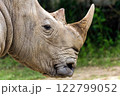 Close up of a rhinoceros head with textured skin and sharp horns, set against a blurred green background 122799052