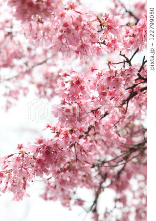 陽光 陽光 122799080