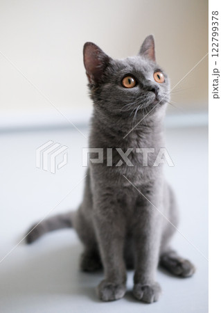 3 months old British Blue, British Shorthair cat standing on the floor, looking around 122799378