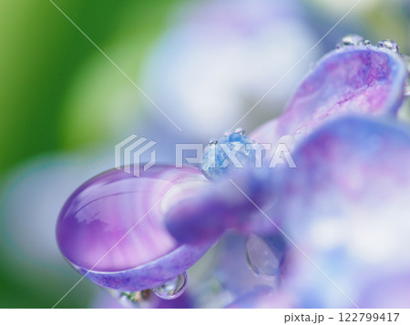 初夏_梅雨の雫とアジサイのイメージ 122799417