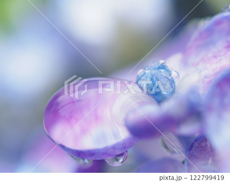 初夏_梅雨の雫とアジサイのイメージ 初夏_梅雨の雫とアジサイのイメージ 122799419
