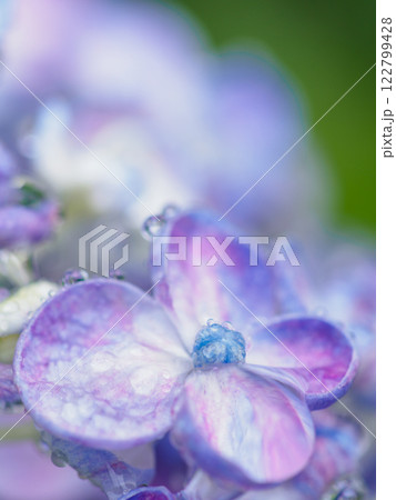 初夏_梅雨の雫とアジサイのイメージ 122799428