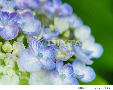 初夏_梅雨の雫とアジサイのイメージ 122799535
