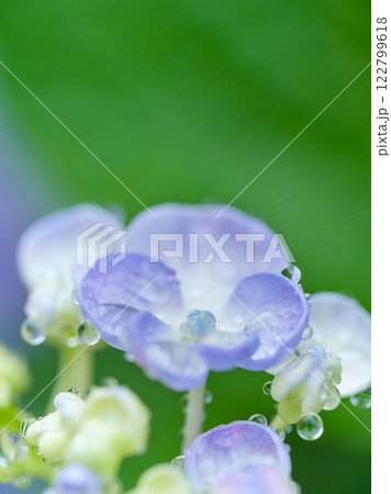 初夏_梅雨の雫とアジサイのイメージ 初夏_梅雨の雫とアジサイのイメージ 122799618