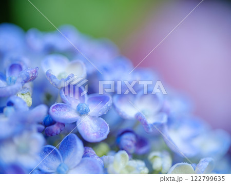 初夏_梅雨の雫とアジサイのイメージ 初夏_梅雨の雫とアジサイのイメージ 122799635