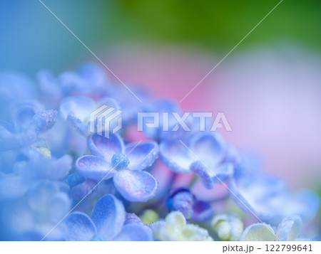 初夏_梅雨の雫とアジサイのイメージ 初夏_梅雨の雫とアジサイのイメージ 122799641