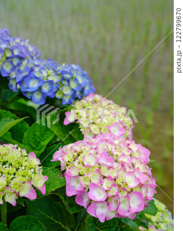 梅雨_水田に咲くアジサイ（紫陽花）のイメージ 122799670