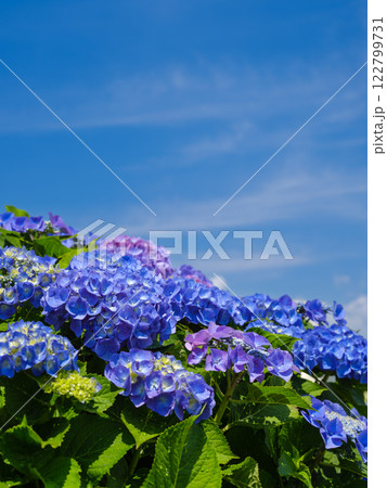 真夏のアジサイのイメージ 122799731