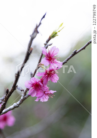 桜 122799749