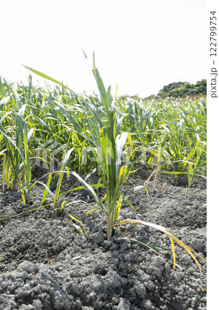 さとうきびの苗 さとうきびの苗 122799754