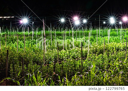 電照菊　菊ミネーション2 122799765