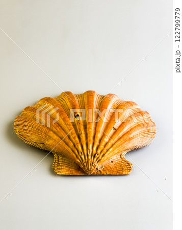Natural sea shell close-up. Sea scallop on a white background. Natural sea shell close-up. Sea scallop on a white background. 122799779