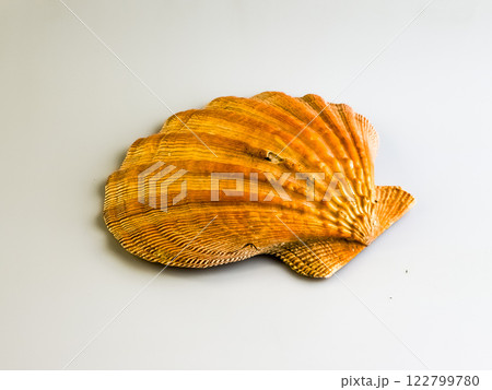 Natural sea shell. Sea scallop on a white background. 122799780