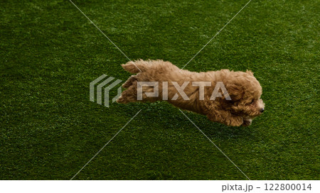 Adorable act give dog, small Maltipoo puppy with brown curly fur joyfully running on grassy surface, playing outdoors. Adorable act give dog, small Maltipoo puppy with brown curly fur joyfully running on grassy surface, playing outdoors. 122800014
