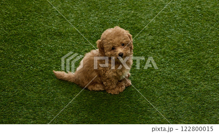 Smart dog, small Maltipoo puppy with brown curly fur calmly sitting on grassy surface and looking with curiosity. Top view Smart dog, small Maltipoo puppy with brown curly fur calmly sitting on grassy surface and looking with curiosity. Top view 122800015