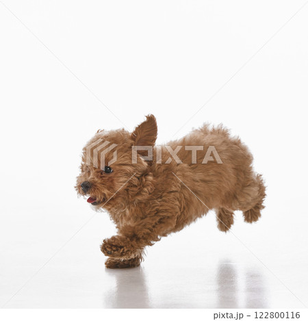 Happy, active, small Maltipoo puppy with curly fur joyfully running, playing isolated on white studio background 122800116