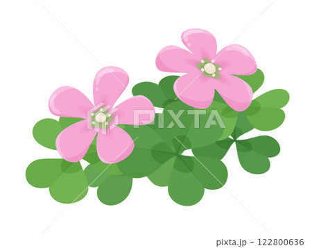 ピンクのカタバミの花が2つ咲いているイラスト 122800636