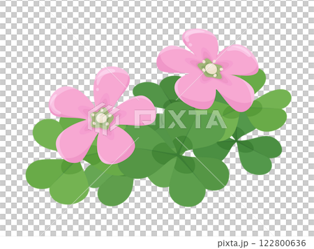 ピンクのカタバミの花が2つ咲いているイラスト 122800636