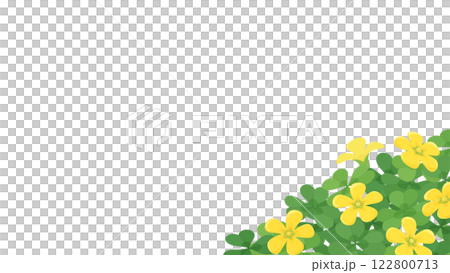 酢漿草盛開的背景插圖_16:9 122800713