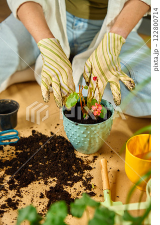 Gardener repotting houseplant in ceramic pot with soil and gloves Gardener repotting houseplant in ceramic pot with soil and gloves 122800714
