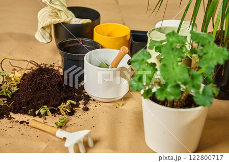 Gardening tools and potted plants during repotting process. Houseplant care 122800717