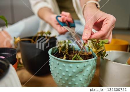 Woman trimming dried plant leaves in a flower pot 122800721
