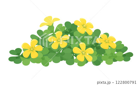 カタバミの花が咲いているイラスト 122800791
